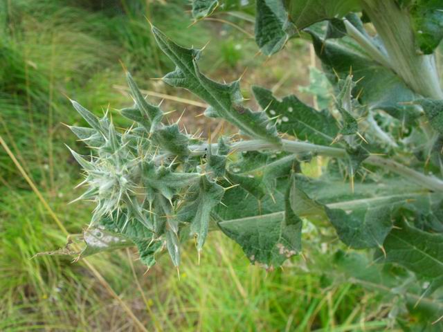 Cirsium scabrum